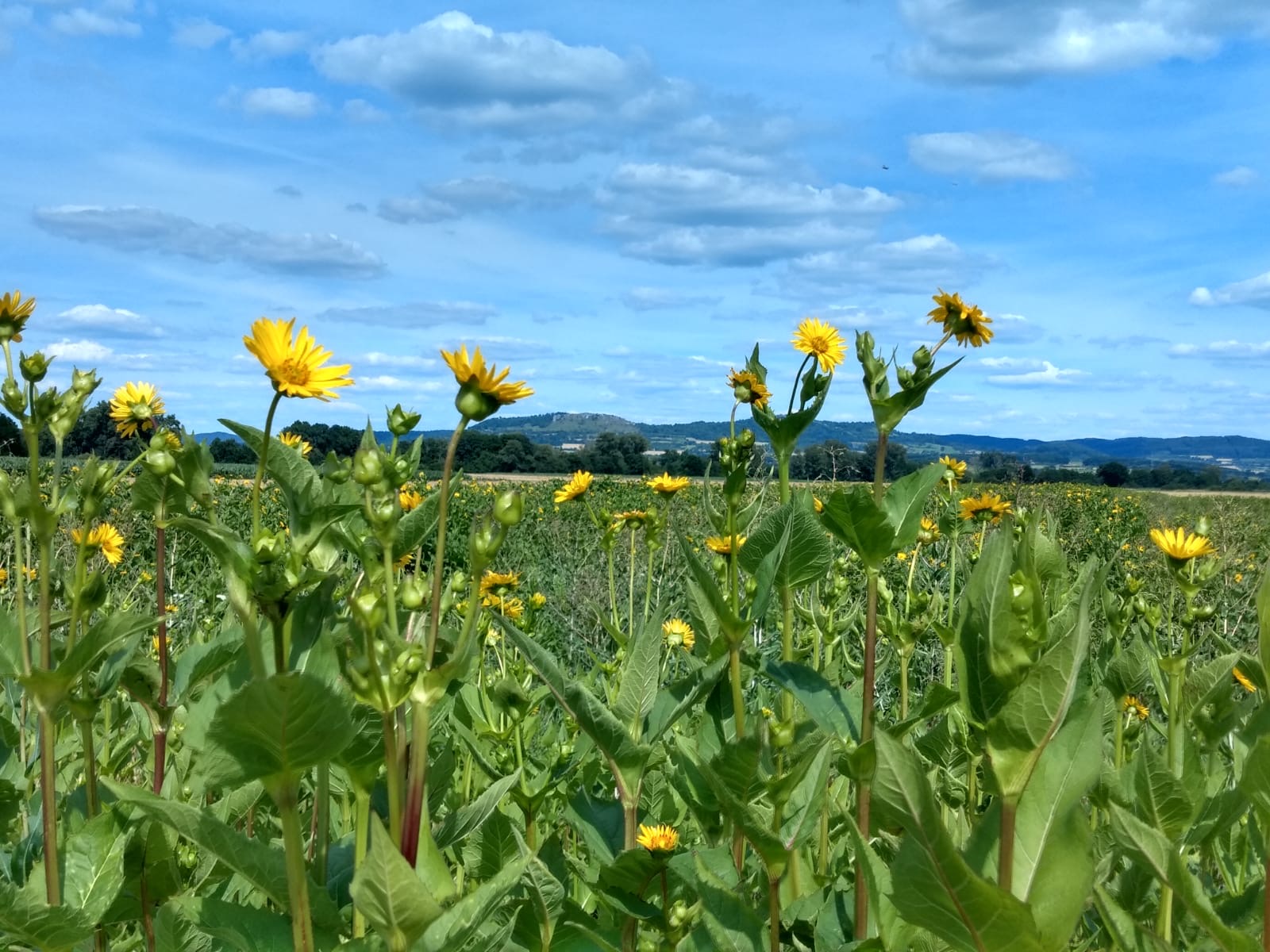 Sehr viele Sonnenblumnen auf einer Wiese