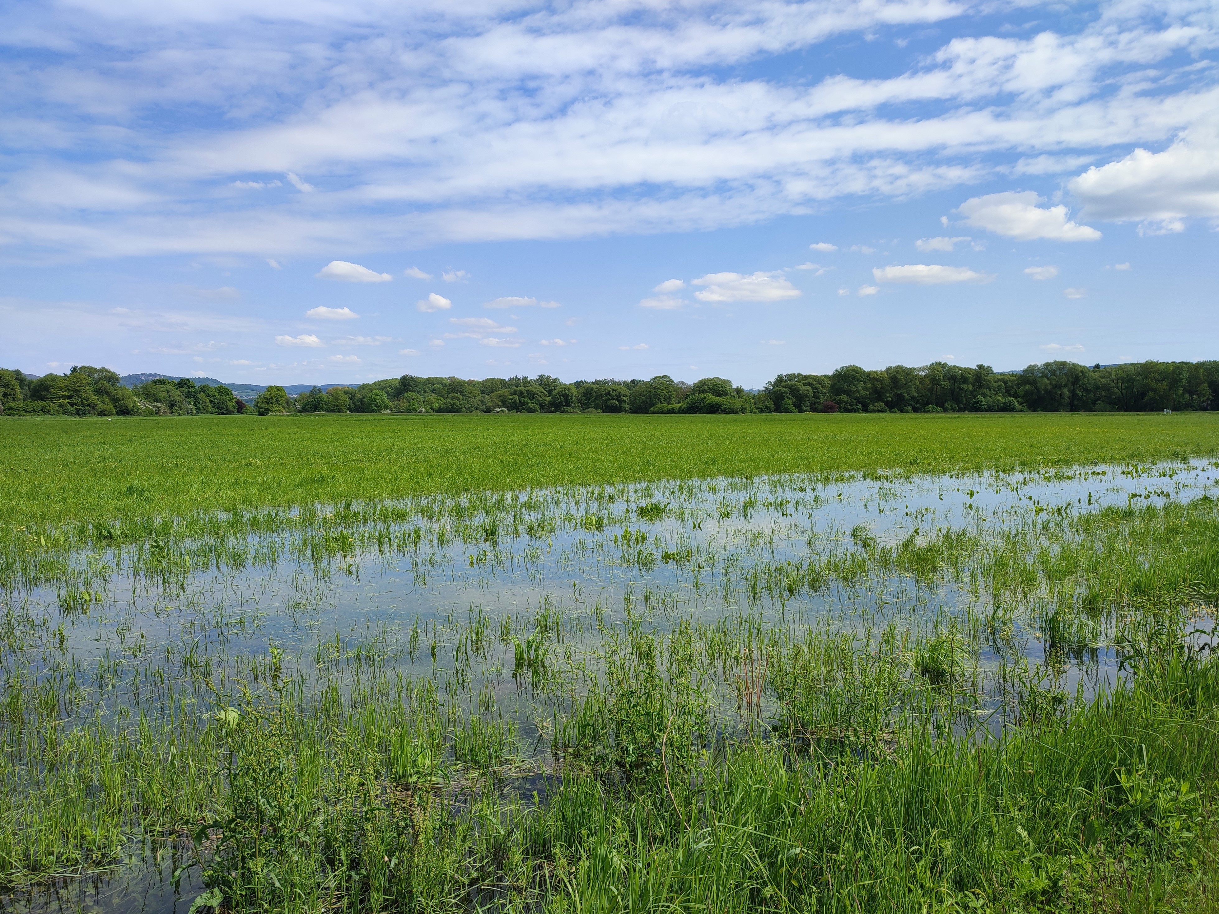 Foto über eine Wiese die im Wasser steht