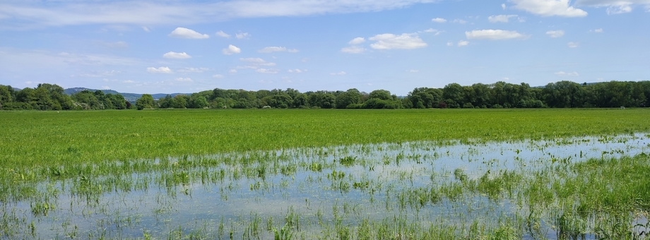 Foto über eine Wiese die im Wasser steht